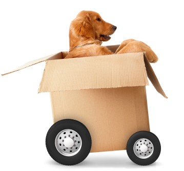 how do you settle a dog when moving house