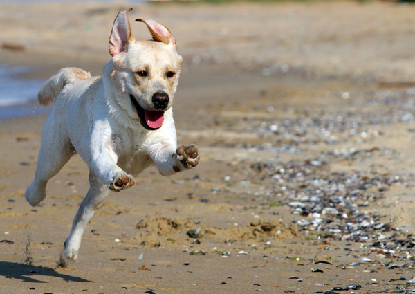 dog-running-beach