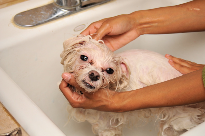 Washing_a_dog_in_a_bath_tub