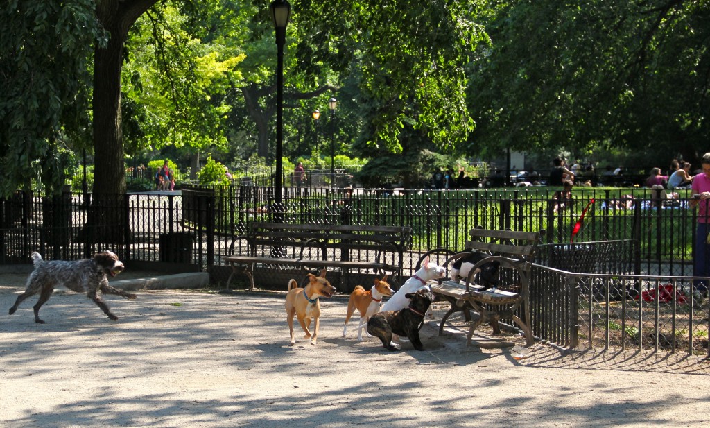 Dog Park