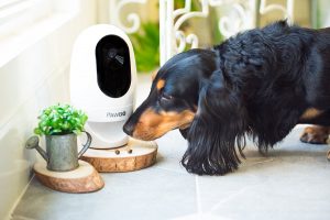 Dog Apartment Hack Pet Camera