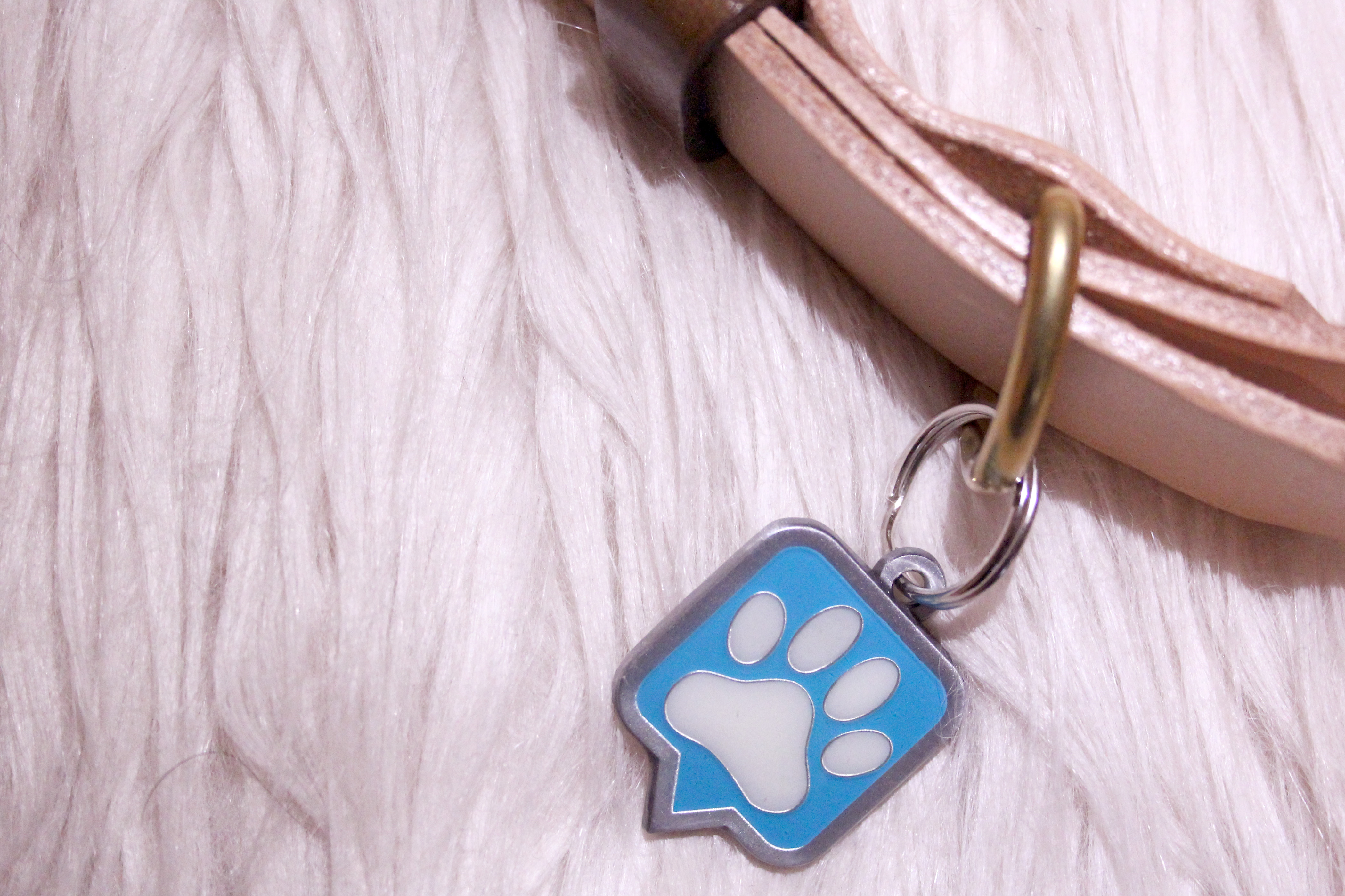 PAWtechnologies tag on a dog collar 