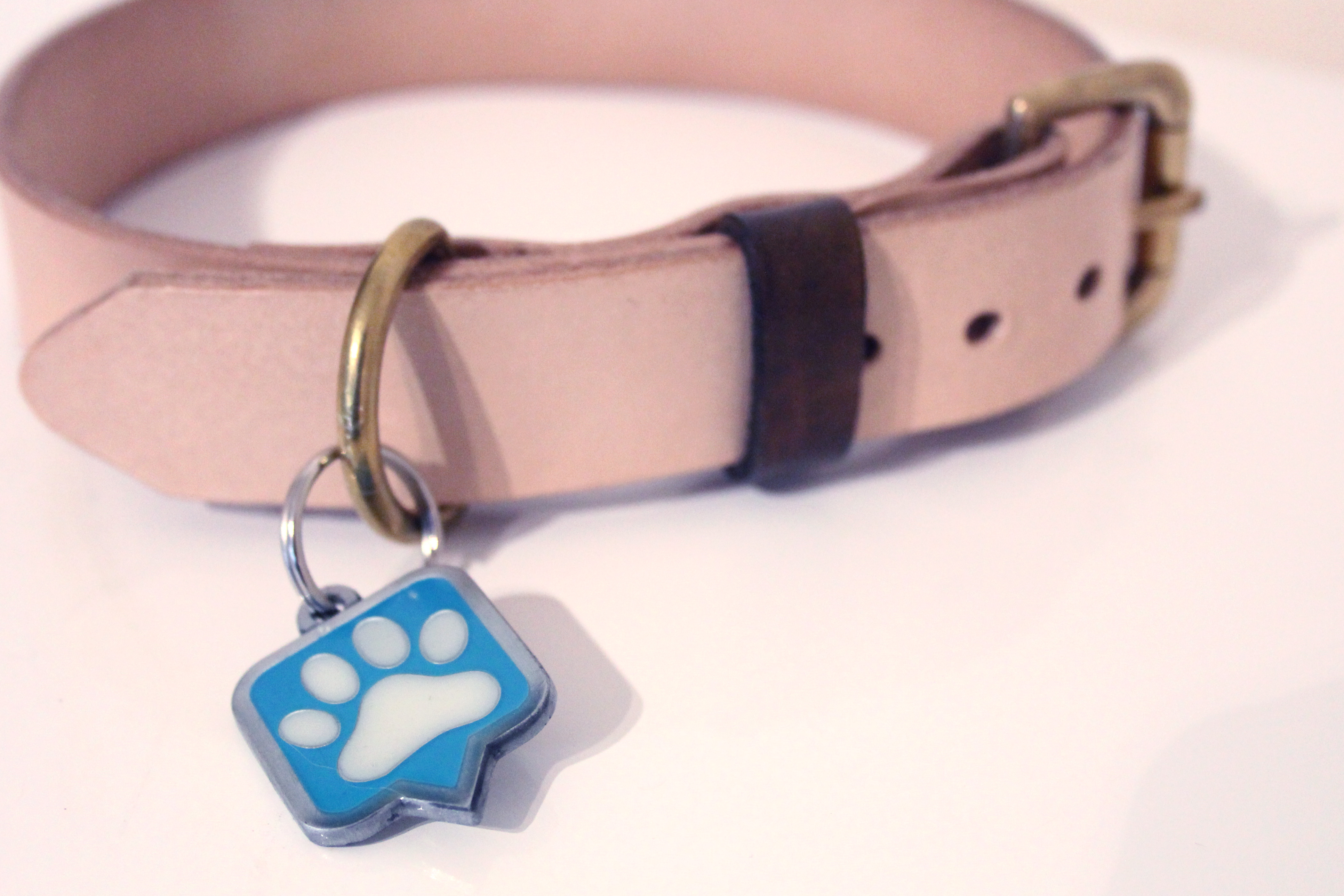 PAWtechnologies tag on a dog collar 