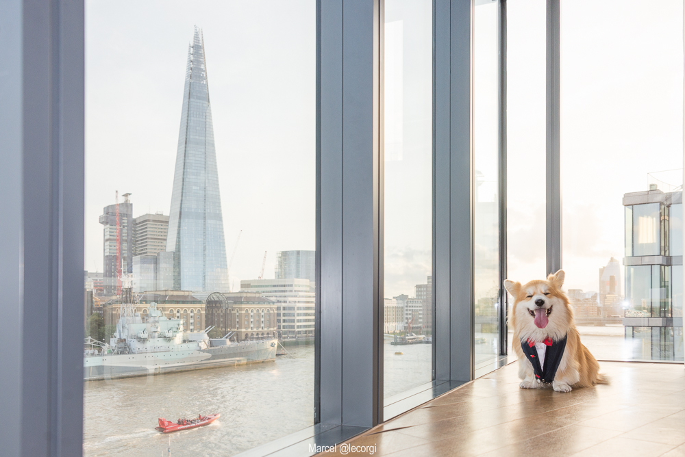 Marcel the Corgi dog overlooking a view of London including The Shard