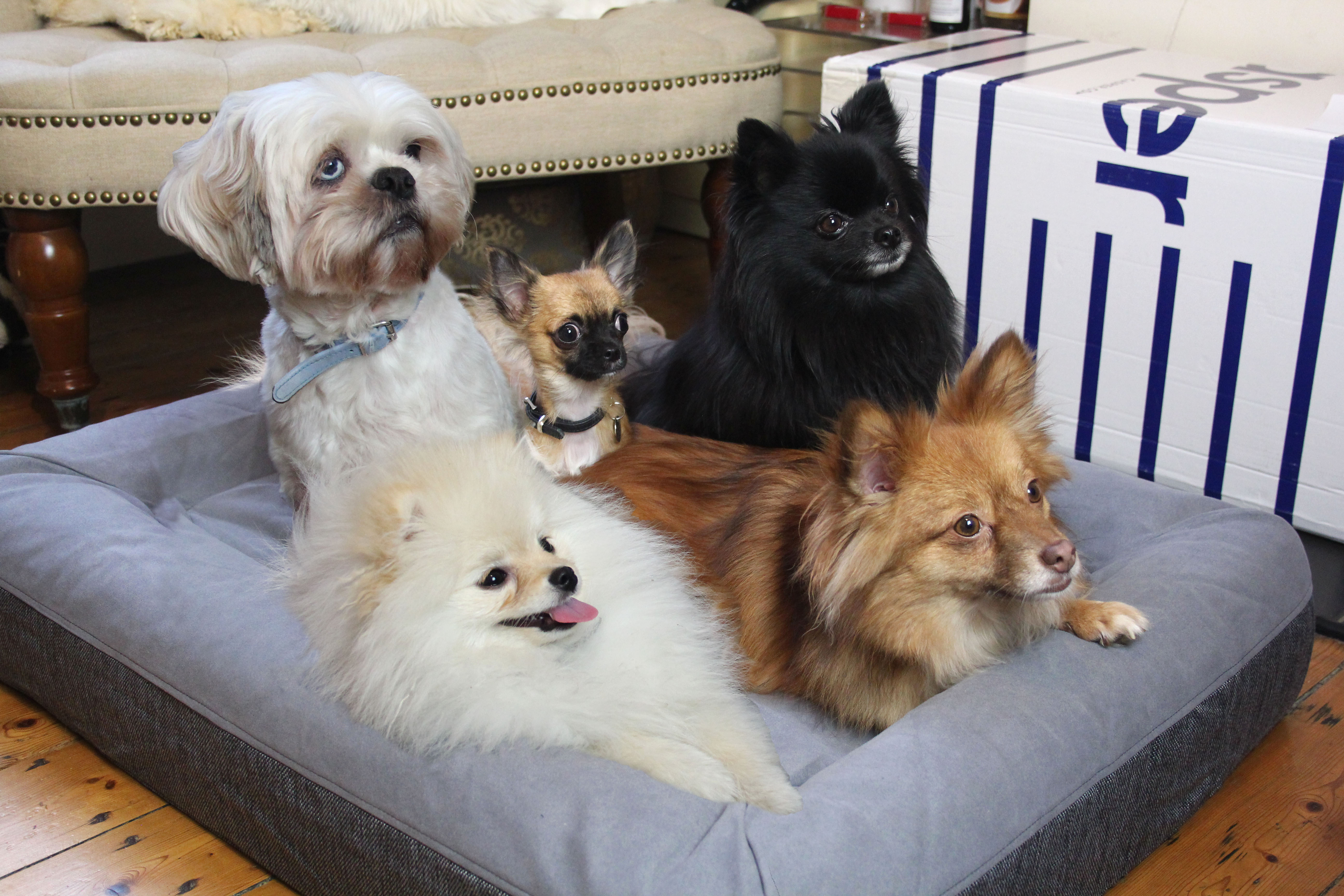 Casper shop dog bed