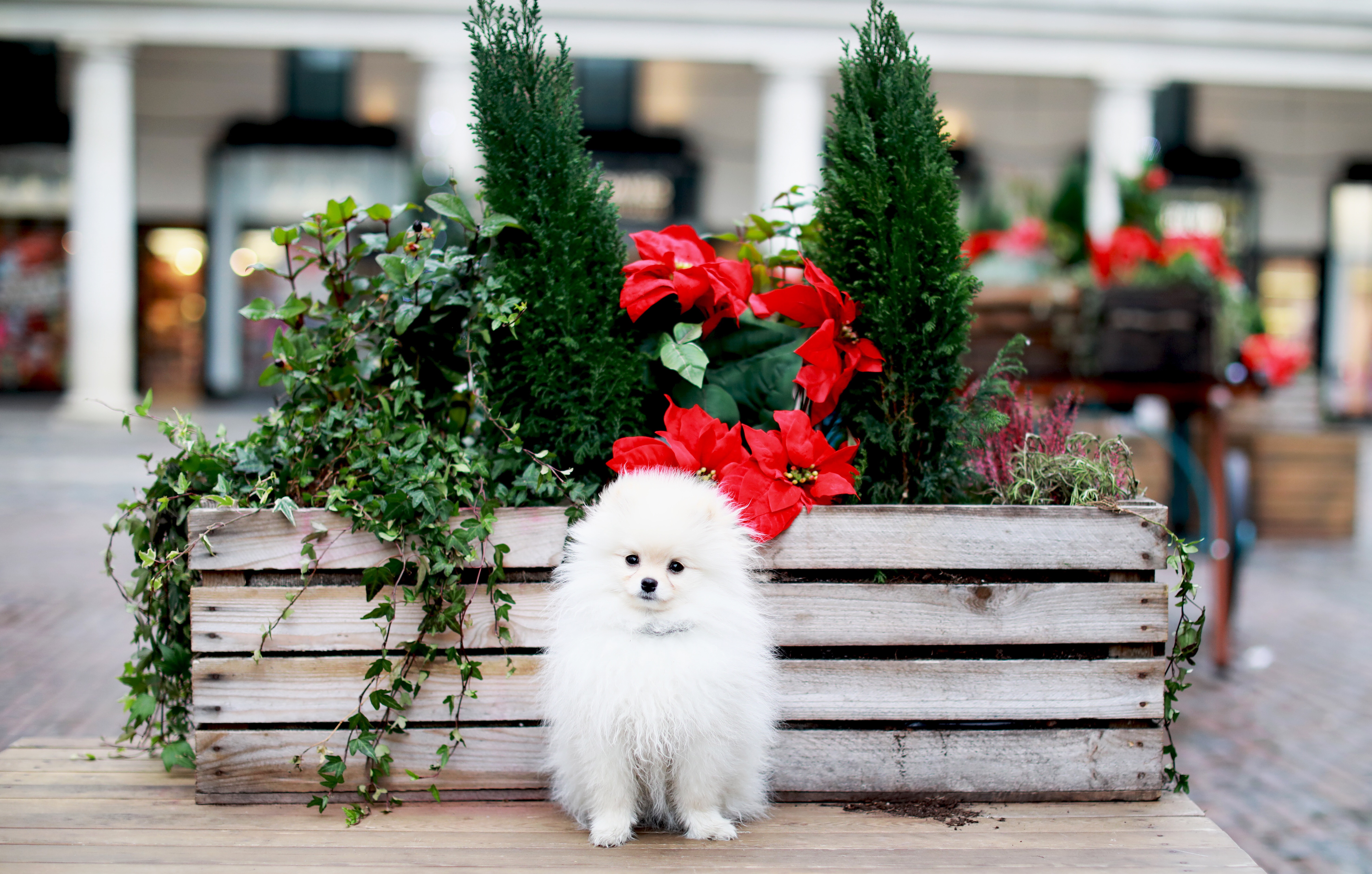 Broadway Pomeranian