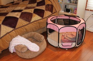 Yum Yum and Lollipop have their own beds