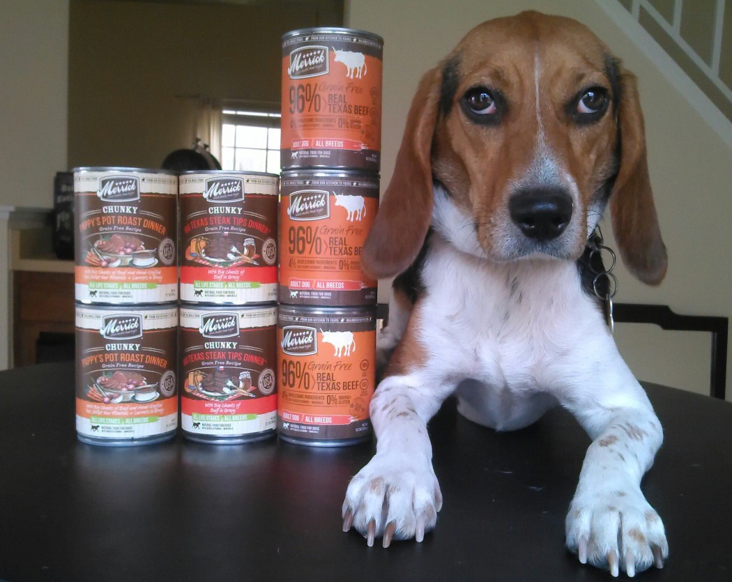 Is your dog the #bestdogever? / Win a year’s supply of dog food!!