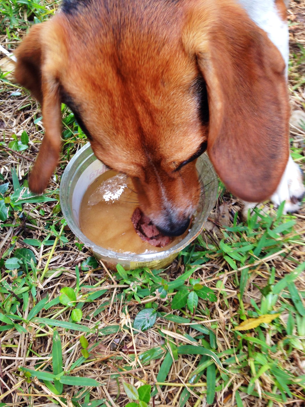 am-i-killing-my-dogs-by-giving-them-ice-water