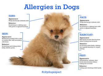 Allergies in Dog - City Dog Expert