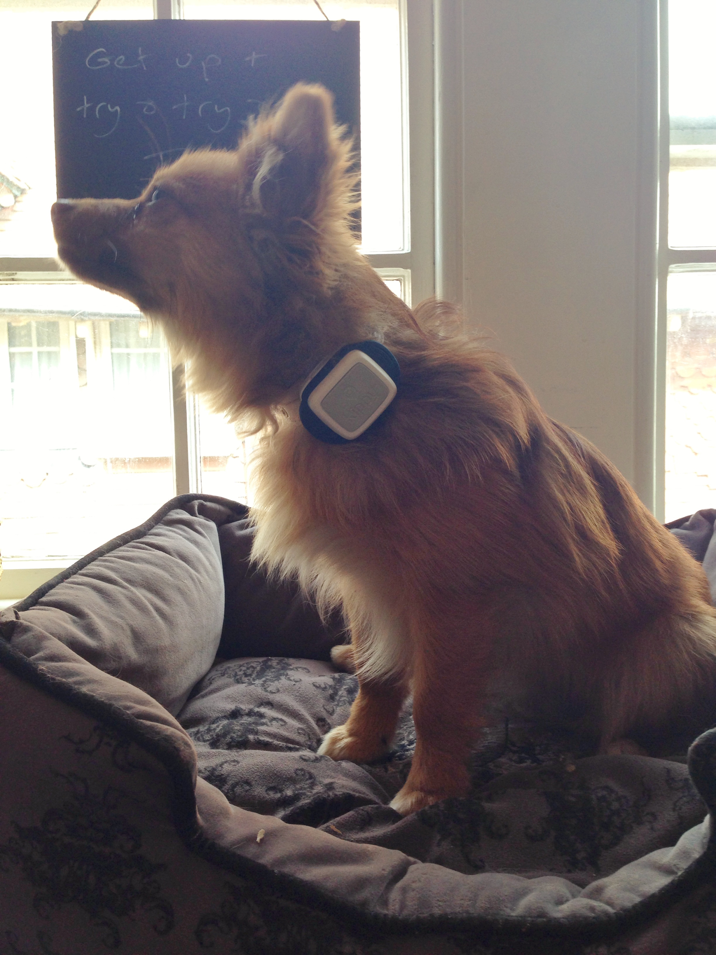 Kippy Pet Tracker - City Dog Expert