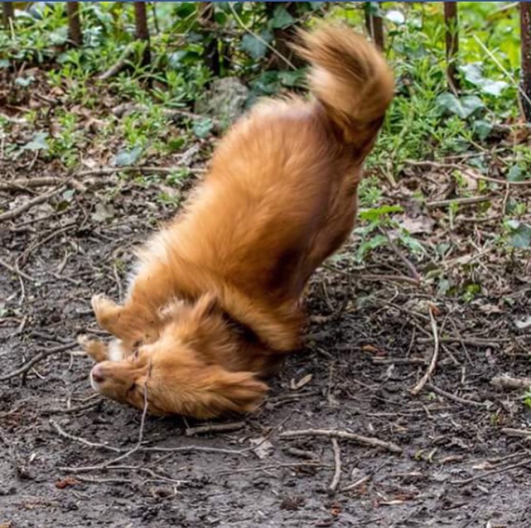 Keeping Your Dog Clean in Winter