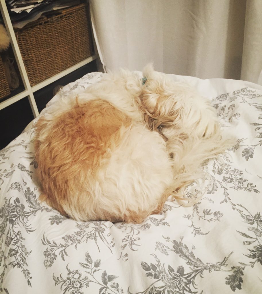 Keeping Your Dog Clean in Winter