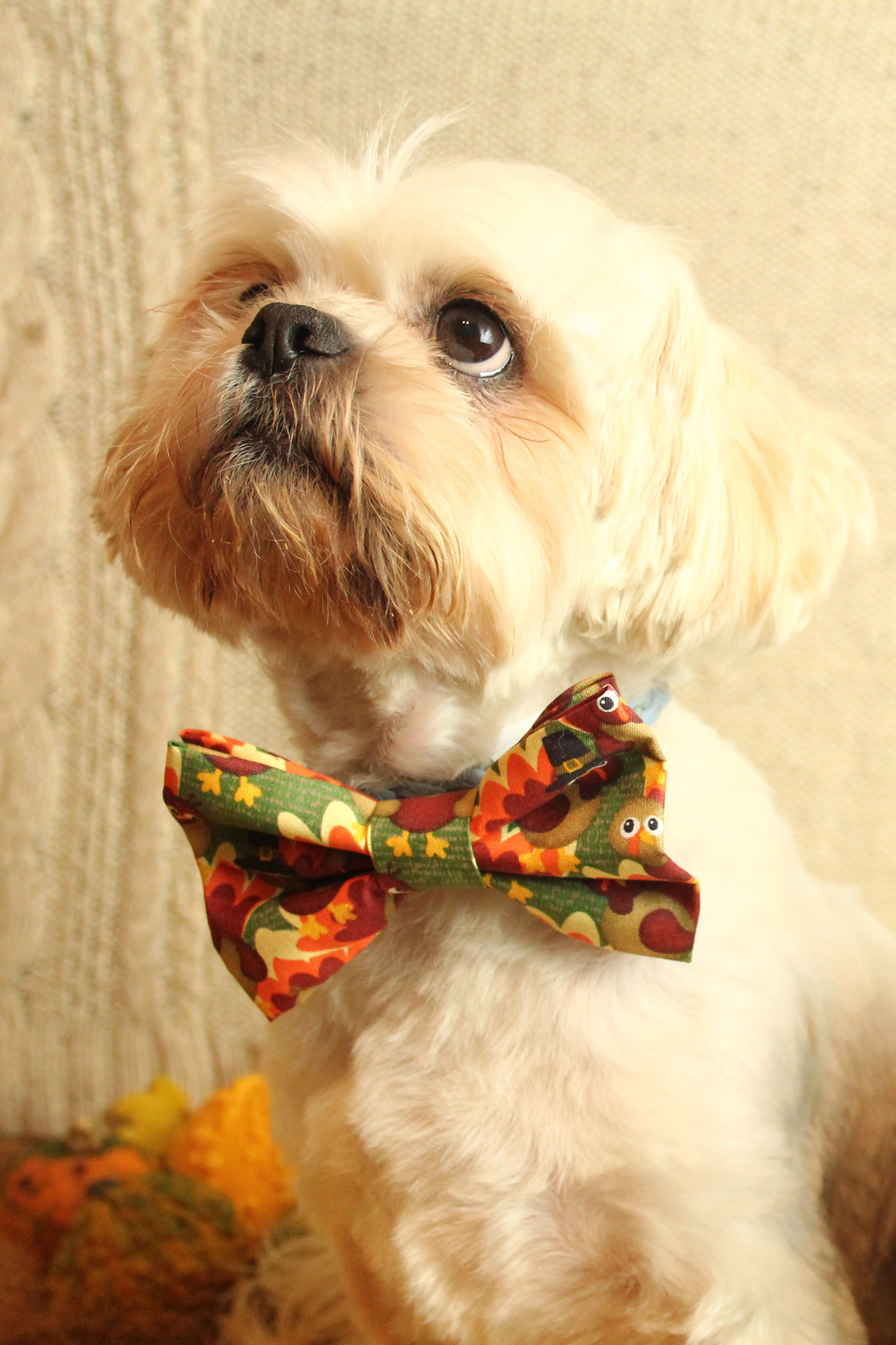 thanksgiving dog bow tie