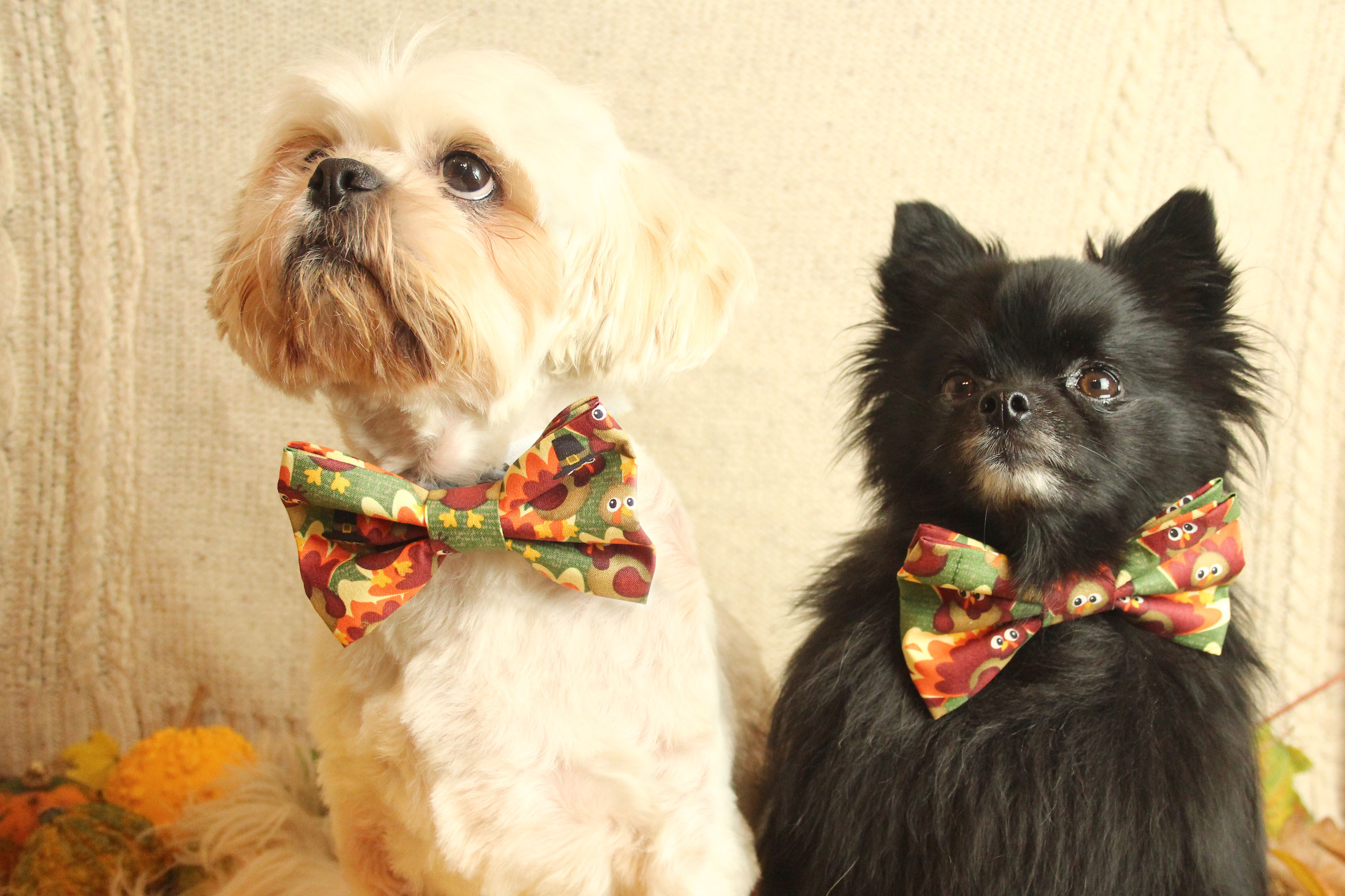 thanksgiving dog bow tie