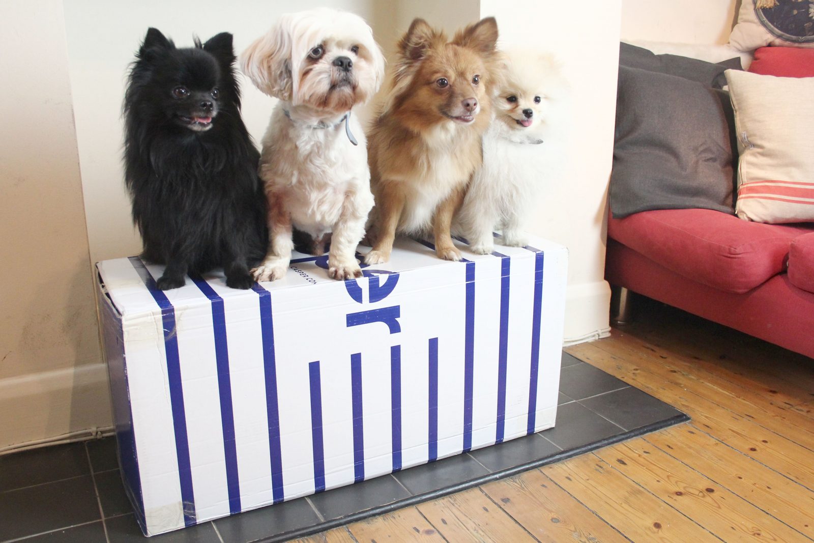 Casper Dog Bed Review