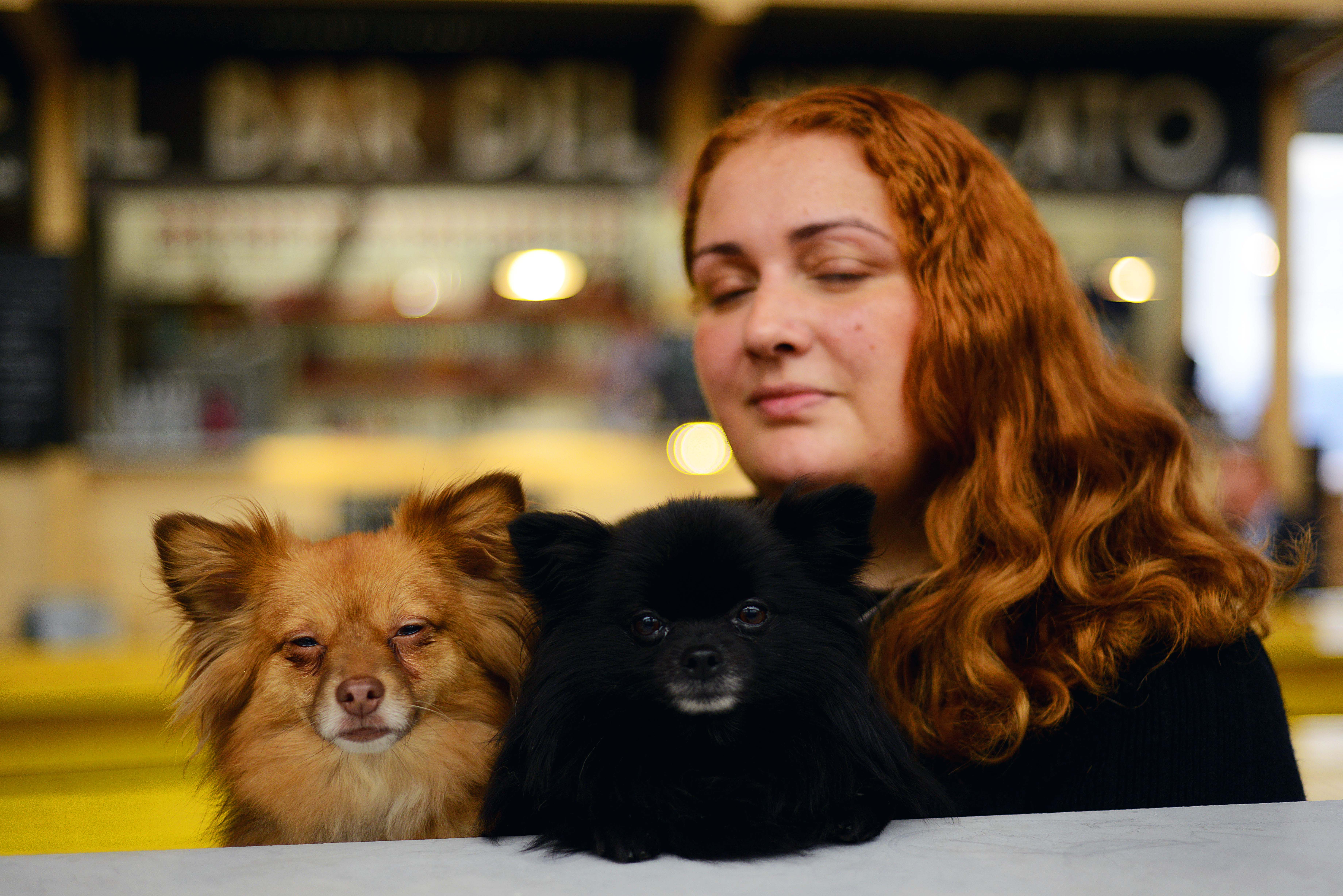 Prevent Red Balls On Your Dog: Expert Advice - 31nwt8u