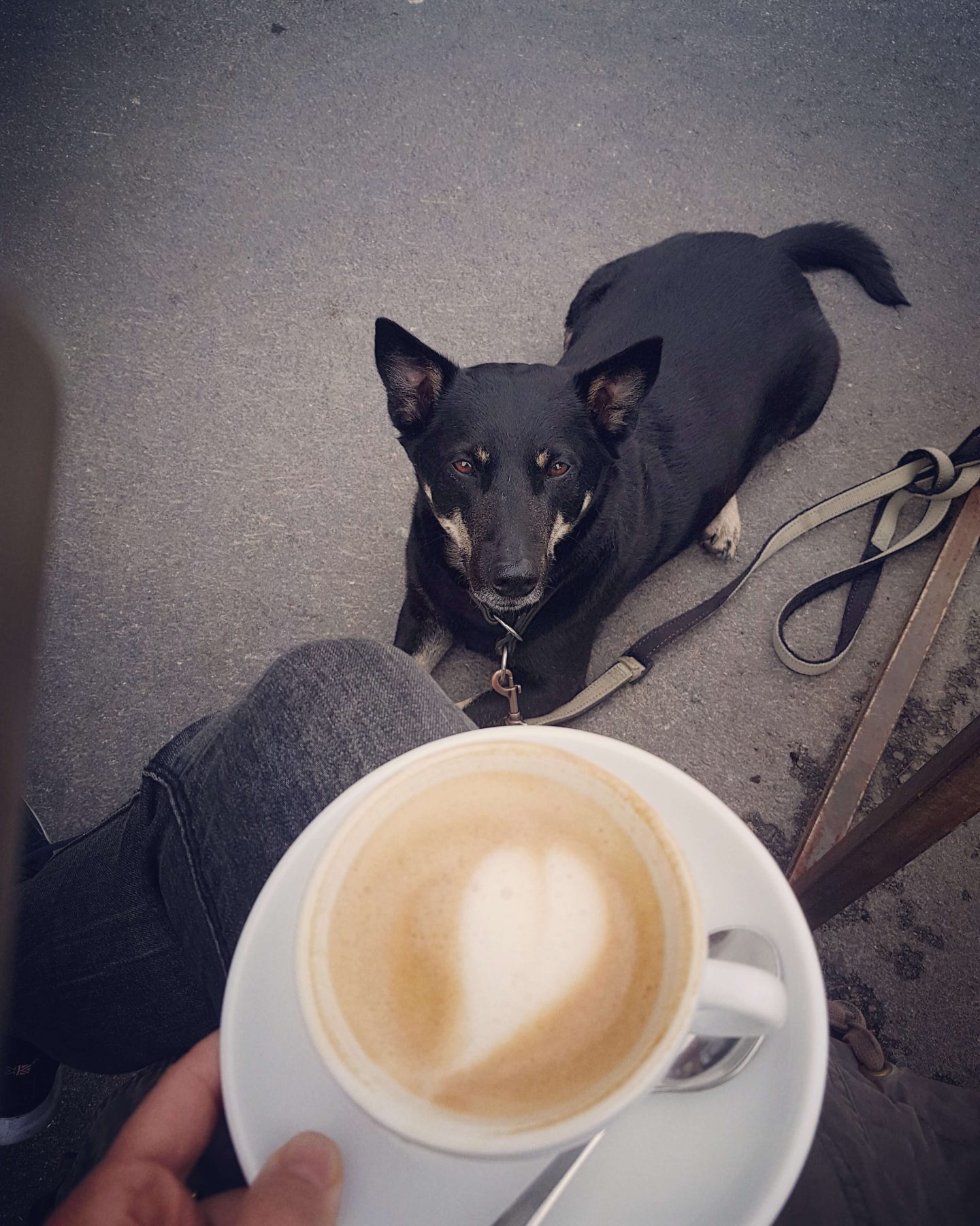 Cafes that allow dogs inside 2024 near me