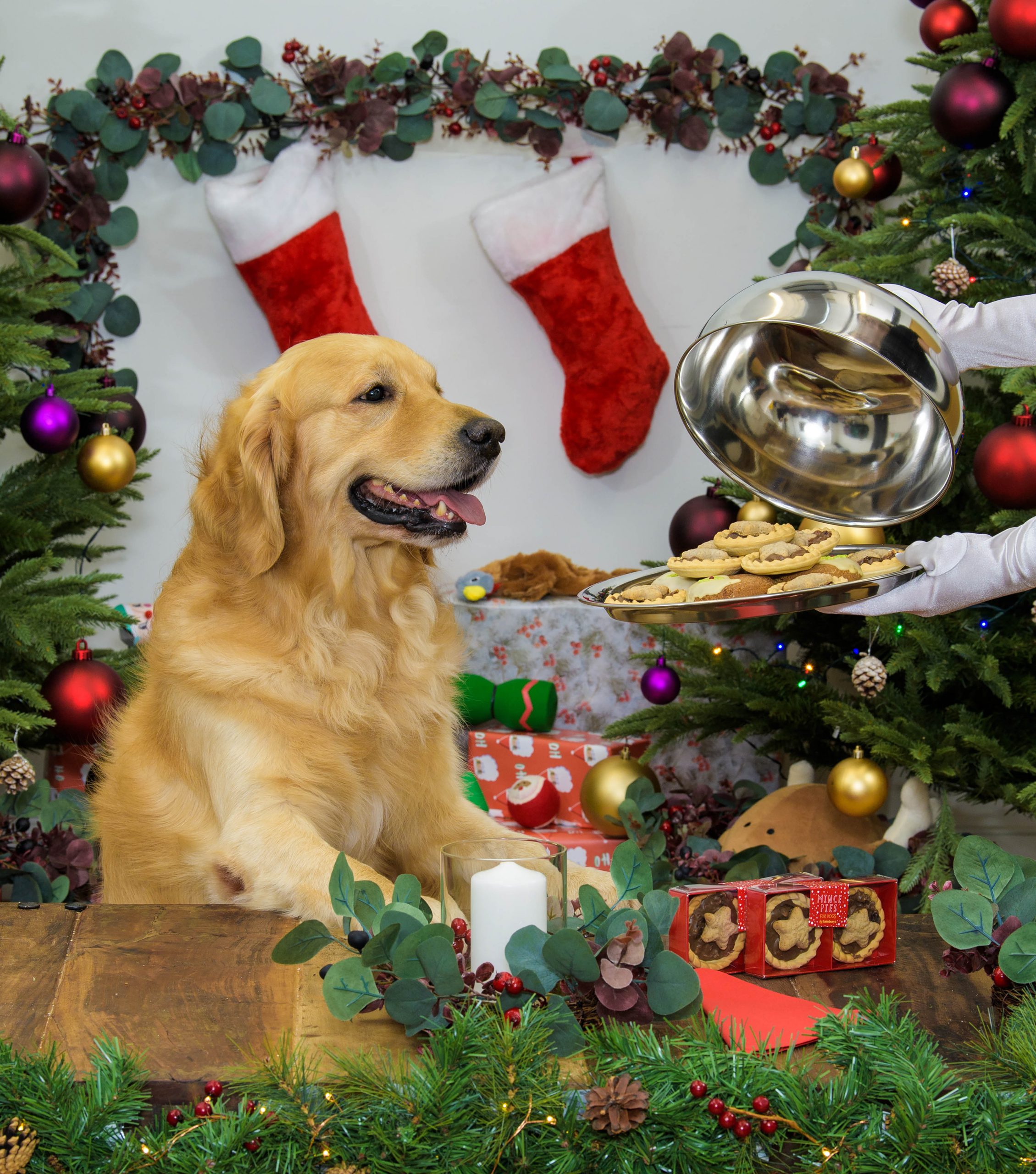 SainsburysChristmasDogsEdit_08