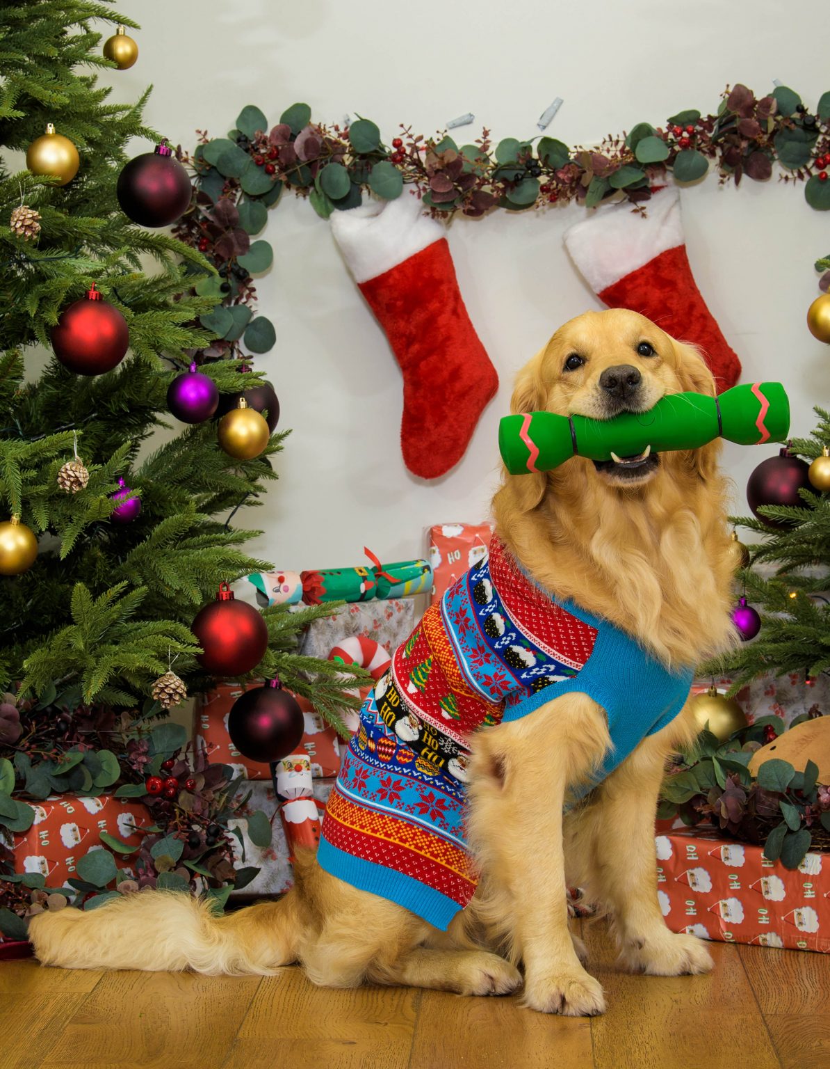 Sainsbury’s Dinner Restaurant For Dogs London