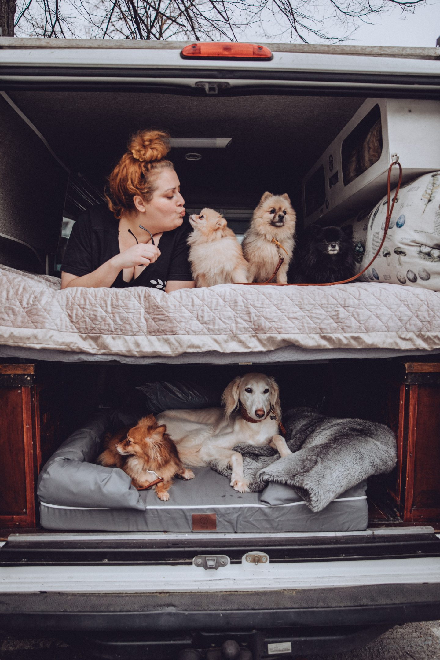 5 Dogs in the Campervan in their Bunty bed