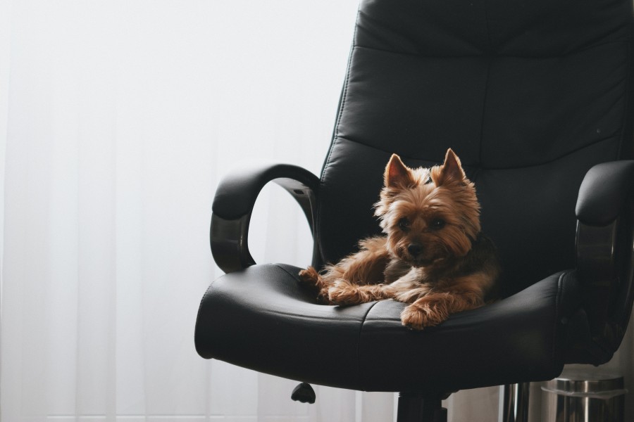 dog relaxing on an office chair