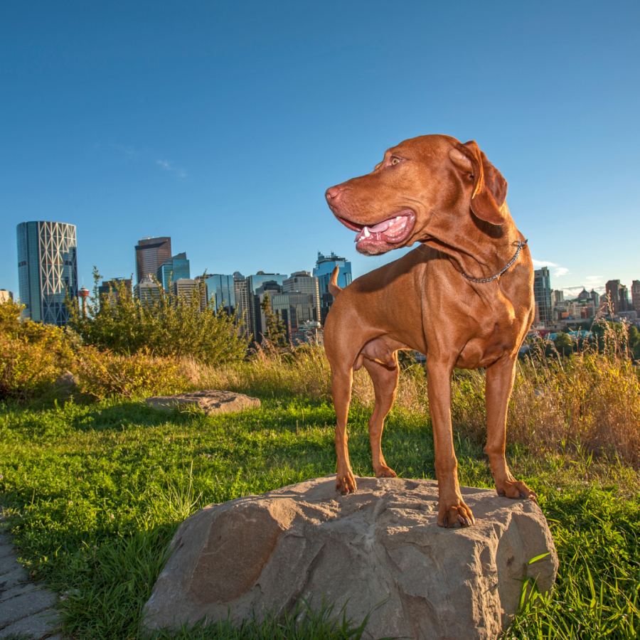 dog on a rock with a view of a city for post channelling dogs energy in city