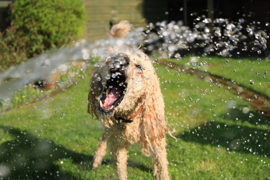 dog sprayed by water tips for dogs