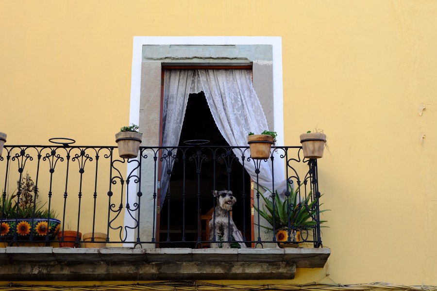 dog-friendly balcony