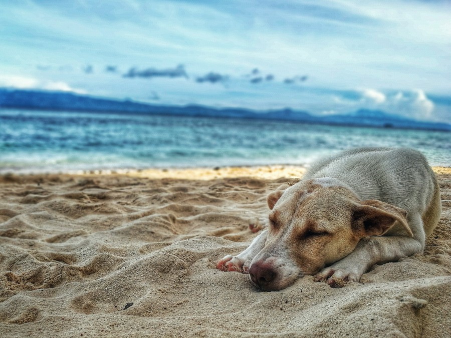 tips for dogs summer dog lying on the beach