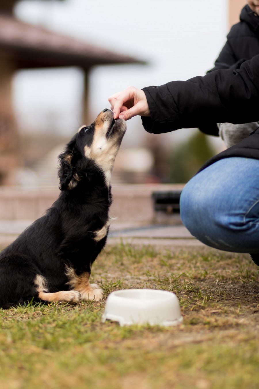 dog having a treat near a water bowl