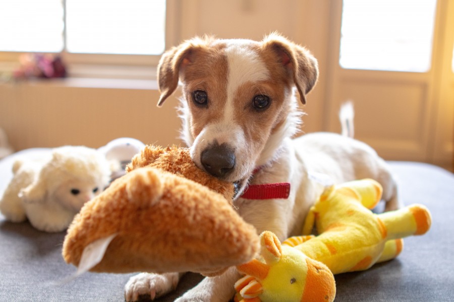 puppt sitting on a bed surrounded by toys