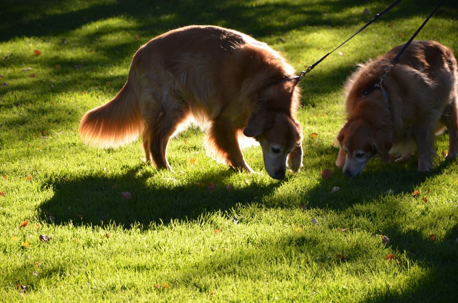 2 golden retrievers sniff a patch of grass in a park