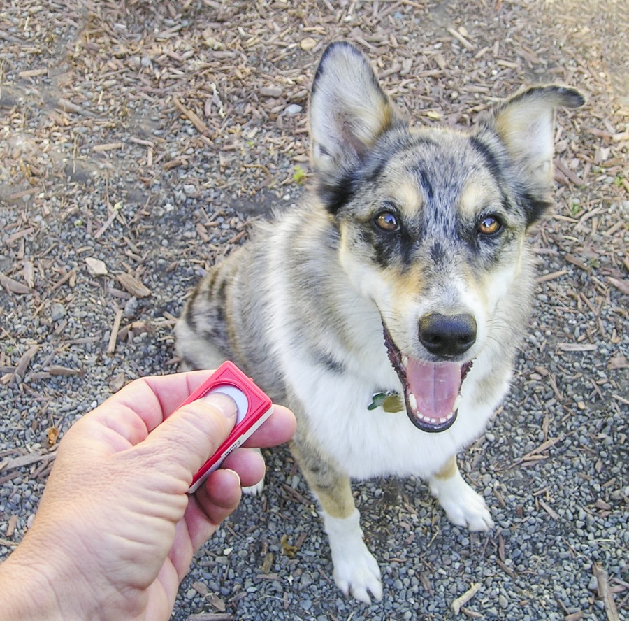a mixed breed dog sits in front of a person holding a dog clicker