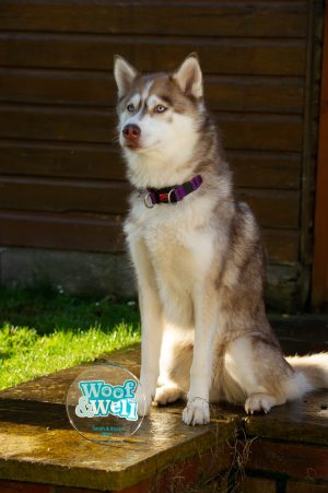 a husky sits on the ground with a woof and wags award in front of it