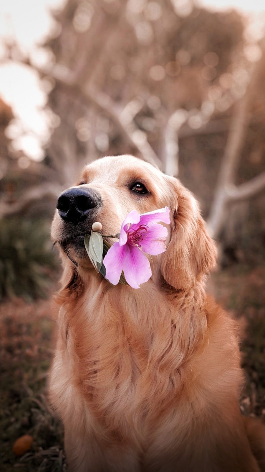 golden retriever dog holding a flower in it's mouth