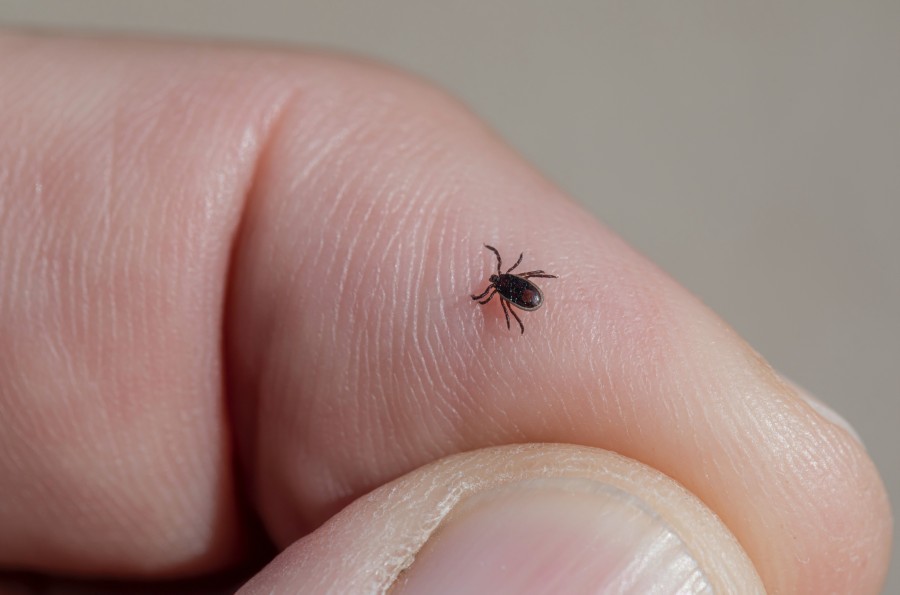 tick sitting on a persons finger