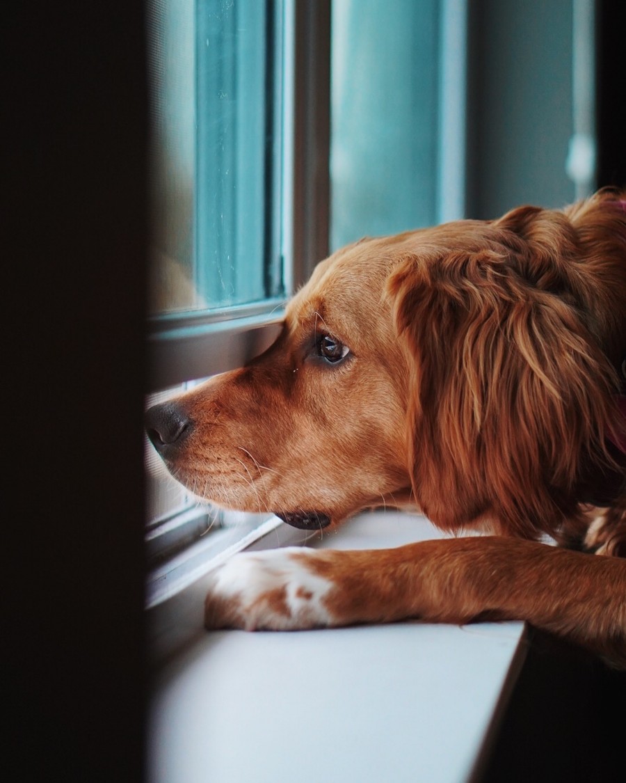 a dog stares out of the window looking very sad