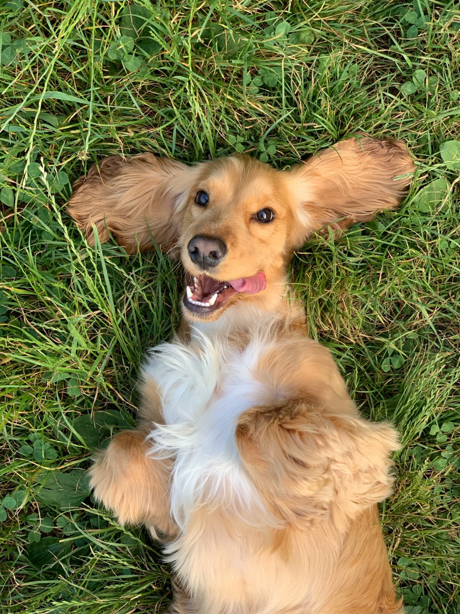 spaniel dog laying on its back in the grass