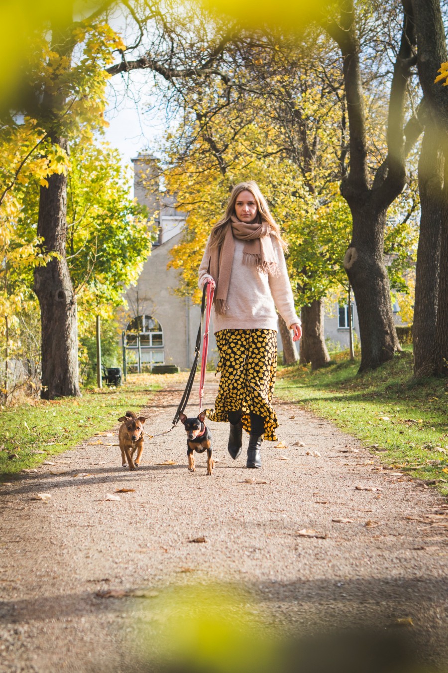 lady walking two small dogs on a path in the woods
