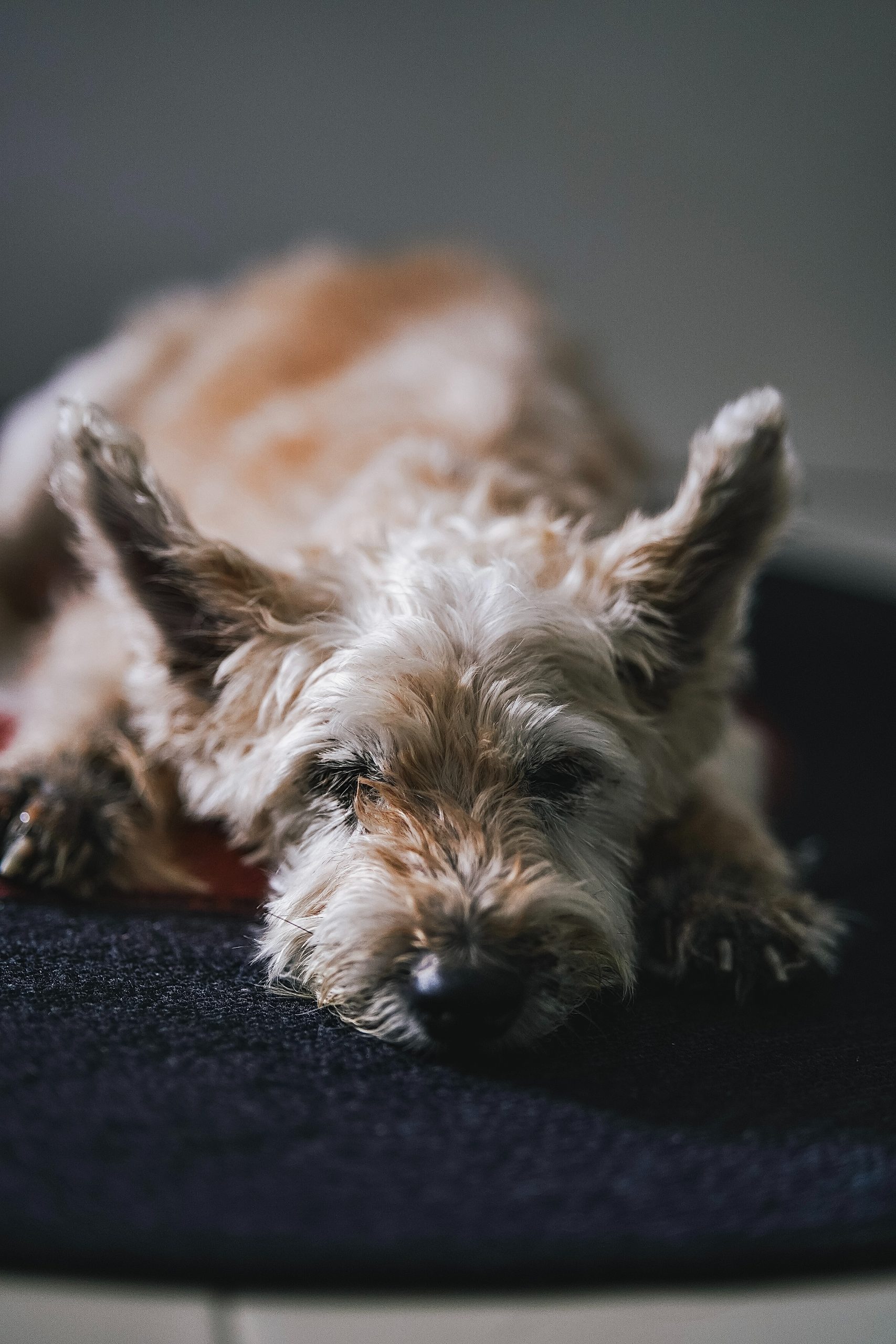 a senior terrier is lying down while looking at the camera