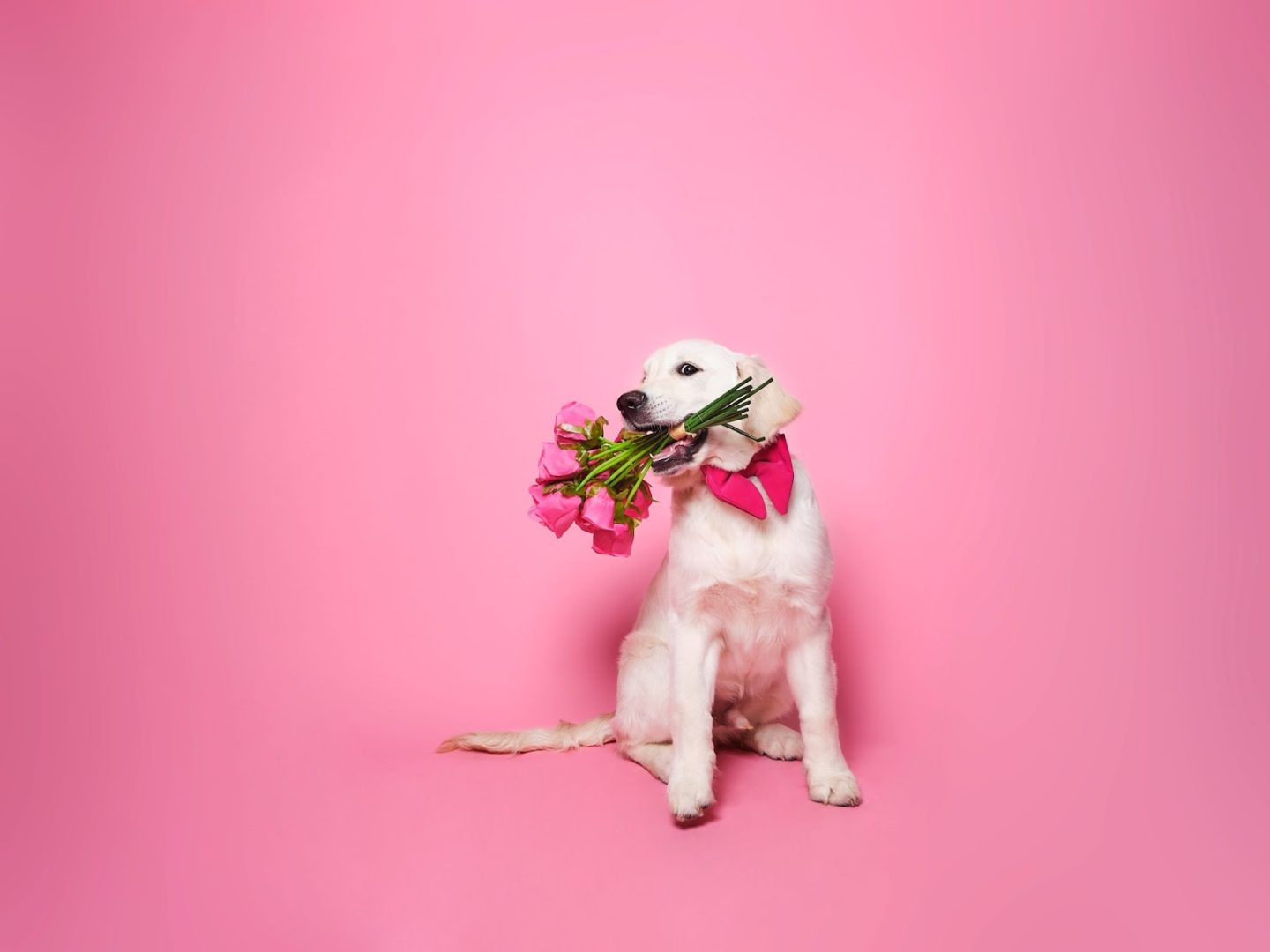 Dog with flowers on mouth in pink background
