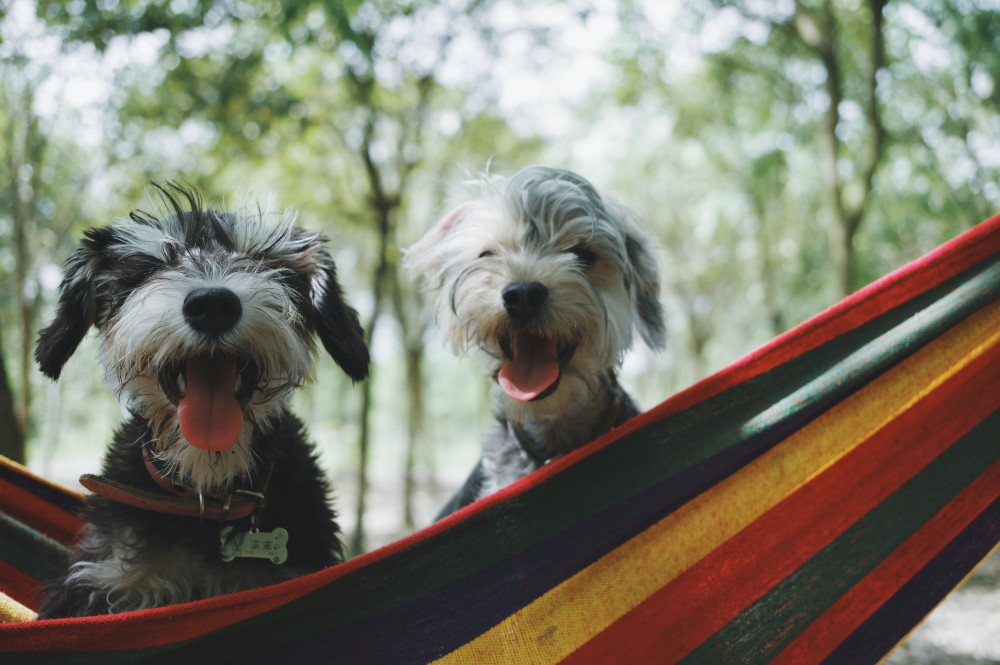 two dogs sitting on the hammock