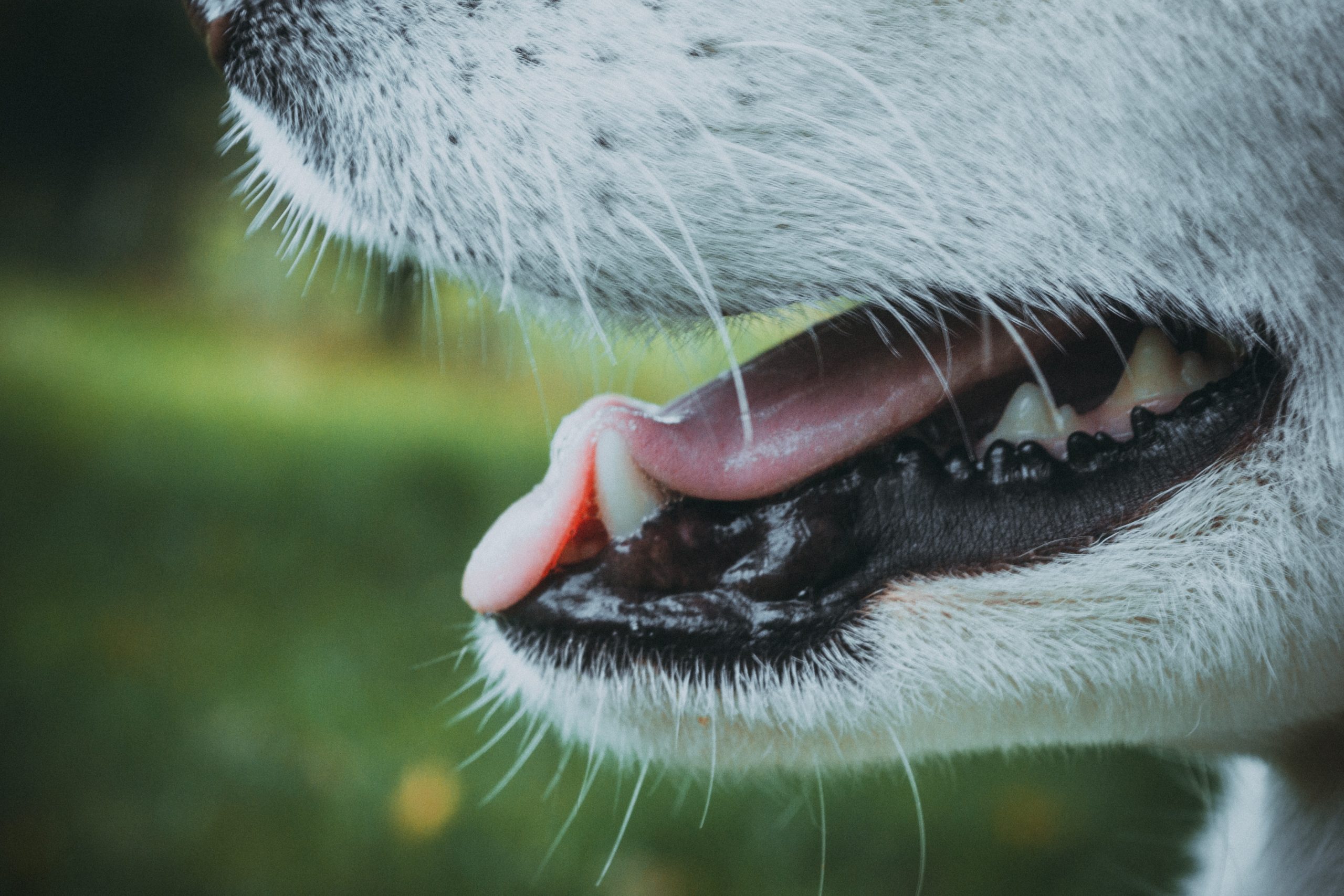 close up of a dogs mouth showing their teeth