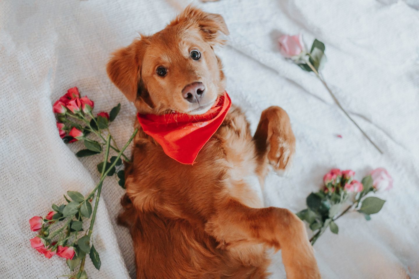 dog laying in bed surrounded by flowers