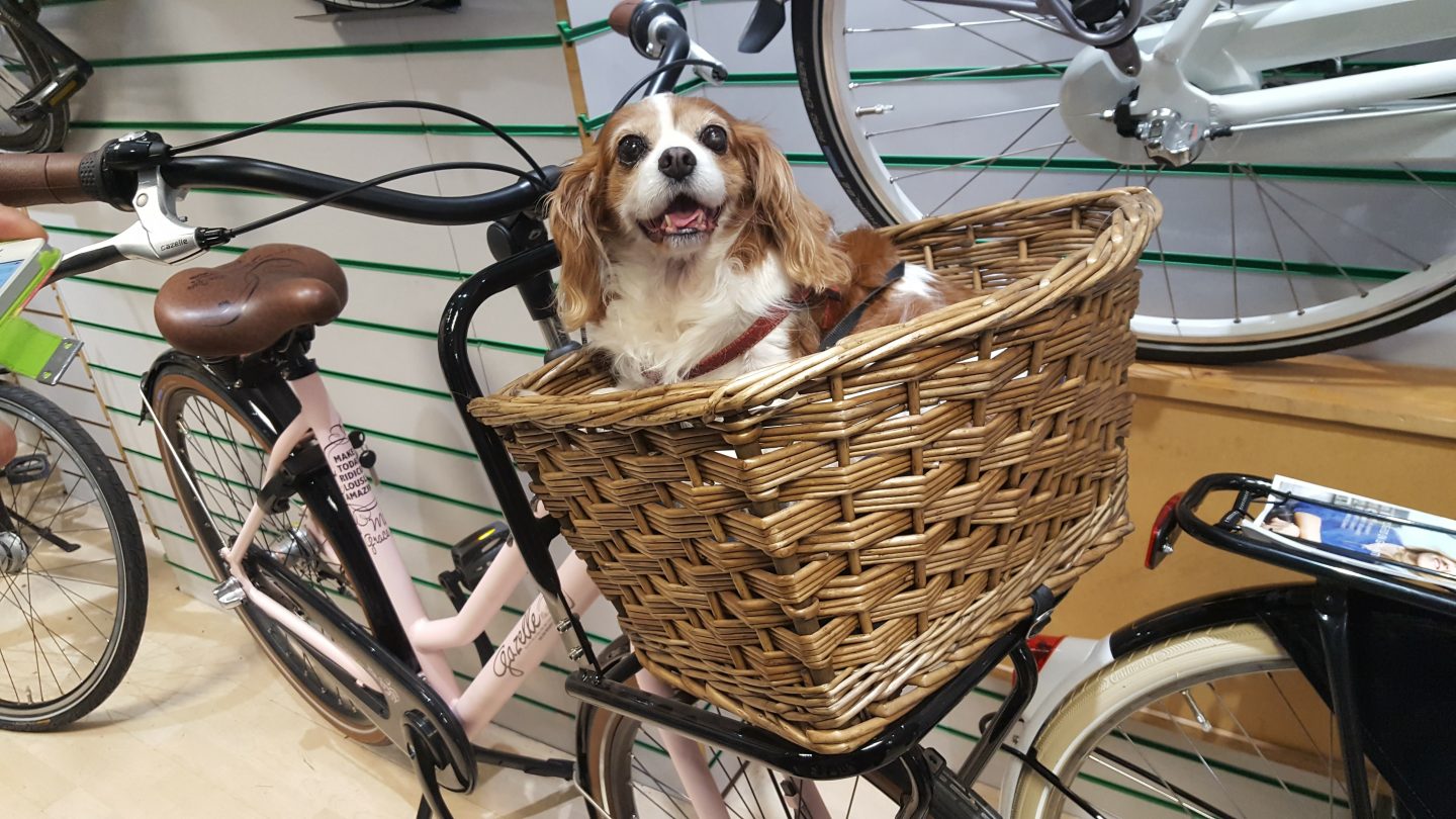 dog inside basket in front of bike