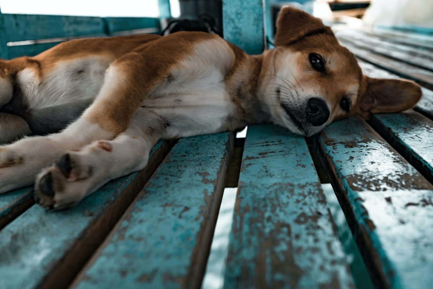 dog lying on blue wood