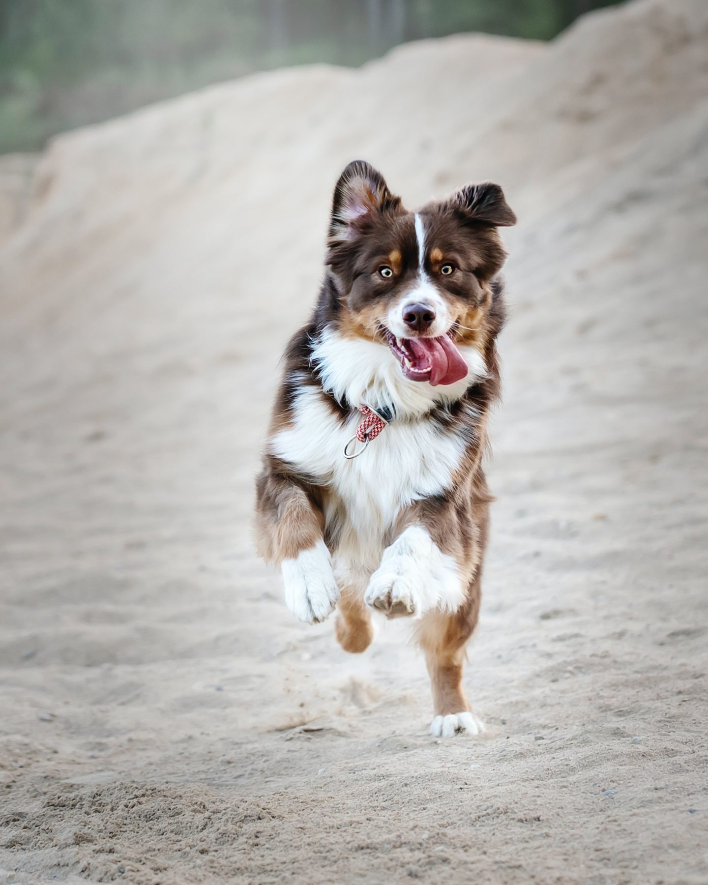 dog running on sand with tongue out