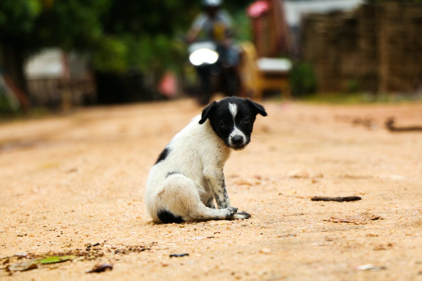 Street dog sitting on sand