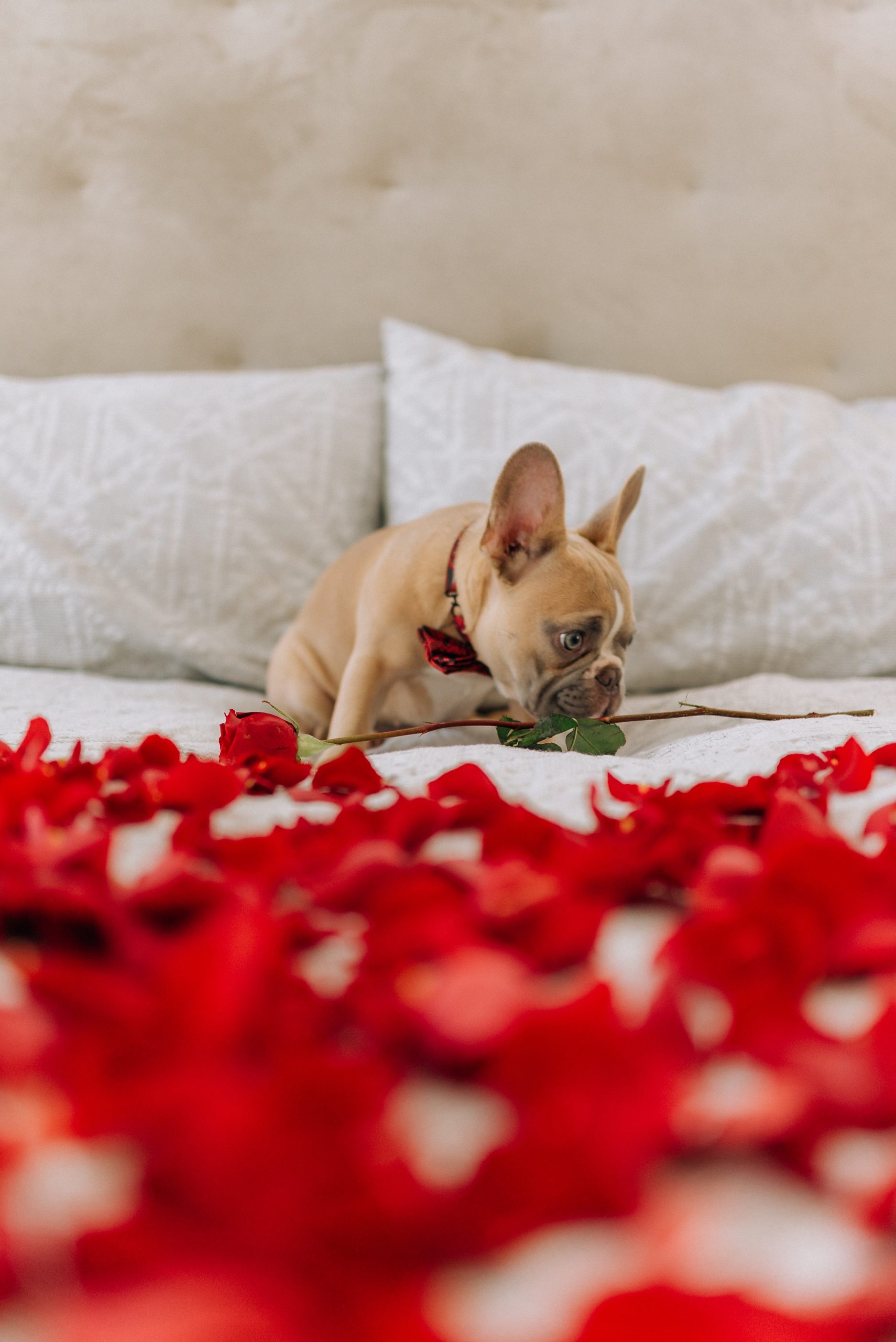 french bulldog on a bed surrounded by rose petals for valentines day